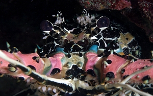 Raja Ampat 2019 - DSC06801_rc - Painted spiny lobster - Langouste peinte - Panulirus versicolor